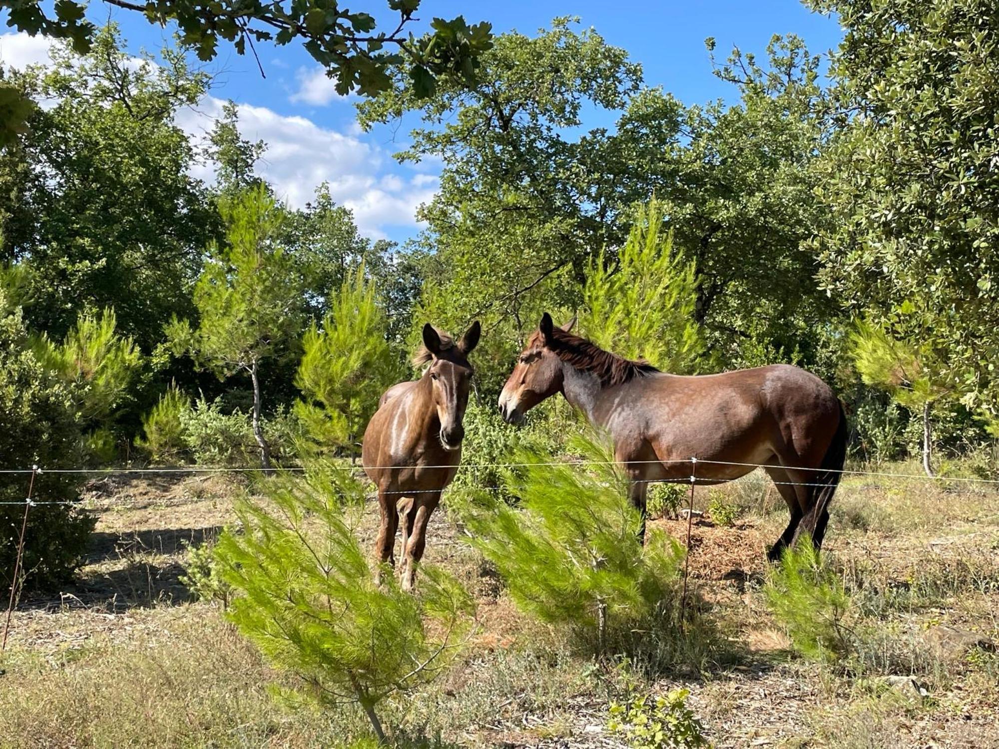 Bed and Breakfast Les Yourtes De Provence Saint-Paulet-de-Caisson Exterior foto